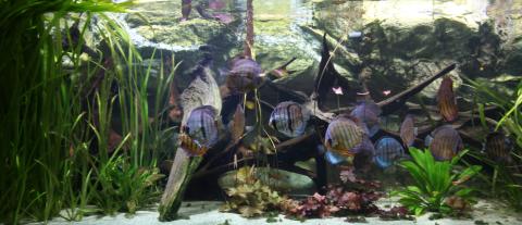 Diskusfische in einem Aquarium