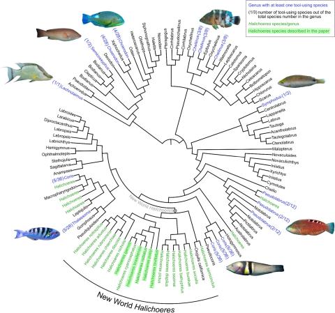 Abbildung mit werkzeugnutzenden Gattungen innerhalb der Familie der Labridae