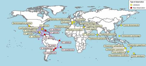 Karte mit weltweiter Verbreitung der Lippfischarten mit Werkzeuggebrauch