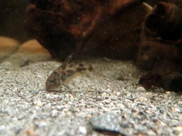 Panzerwels Futtersuche