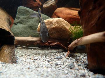 Blaupunktbuntbarsch Futtersuche
