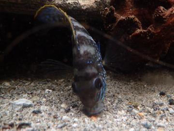 Blaupunktbuntbarsch Futtersuche