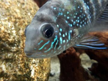Blaupunktbuntbarsch