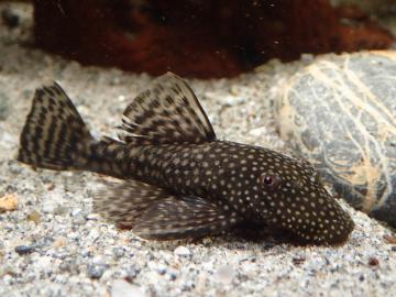 Antennenwels Weibchen