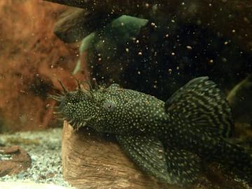 Antennenwels Männchen