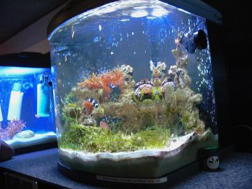 Nanonaquarium