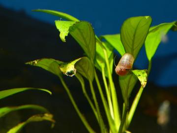 Schnecke