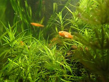 Prachtkärpfling mögen eine dichte Bepflanzung.