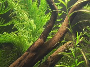 schönen Wurzeln, Hornblatt (Ceratophyllum demersum)