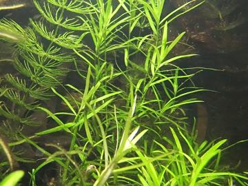 Seegrasblättriges Trugdöldchen (Heteranthera zosterifolia)