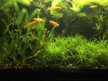 Seegrasblättriges Trugdöldchen (Heteranthera zosterifolia) im Vordergrund, links vorne Schraubenvallisnerien (Vallisneria americana tortifolia), im Hintergrund das Hornblatt (Ceratophyllum demersum).