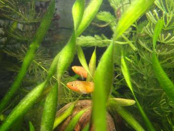 Prachtkärpflinge paaren sich häufig.