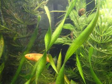 Im Aquarium leben auch  Schnecken.