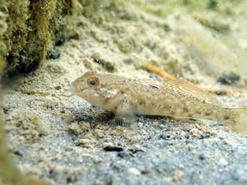Schwarzmeergrundeln sind invasive Neozoen in der Schweiz.