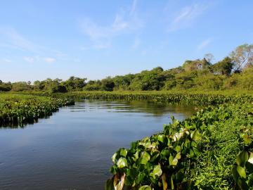 Pantanal - Lebensraum des Blutsalmlers