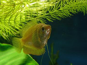 Zwergfadenfisch-Weibchen