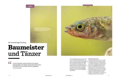 Artikelseite Der dreistachlige Stichling 