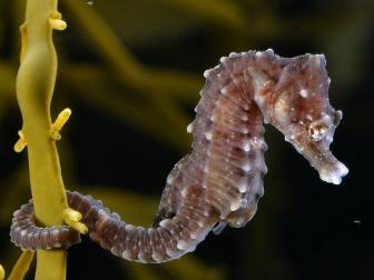 Das Äussere der Seepferdchen erinnert nur wenig an einen Fisch, hier abgebildet das Kurzschnäuzige Seepferdchen (Hippocampus hippocampus).