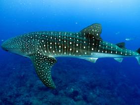 Der grösste Fisch ist der Walhai (Rhincodon typus). Er gehört zu den Knorpelfischen (Chondrichthyes).