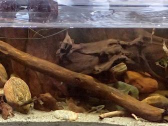 Aquarium mit 4 Arten