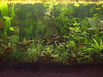 Gesellschaftsaquarium Salmler