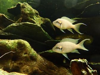 Das Elternpaar. Oben das etwas kleinere und rundlichere Weibchen.