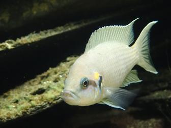 Feenbuntbarsch-Männchen