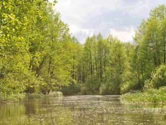 Lebensraum Süsswasser