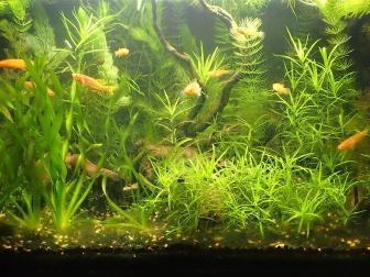 Das 80-Liter-Aquarium (80 x 35 x 40 cm, LxBxH) ist mit vielen Pflanzen und Wurzeln schön strukturiert.