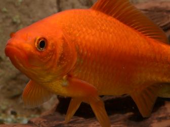 Goldfisch close up
