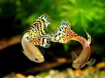 2 Guppys von vorne