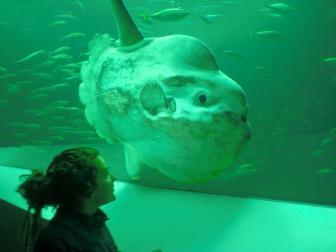 Der Mondfisch gilt als der schwerste Knochenfisch.