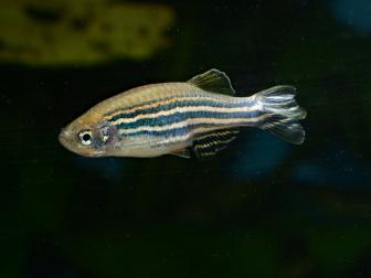 Zebrafisch