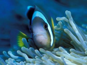 Anemonenfisch