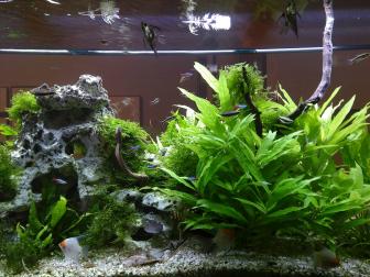 Aquarium mit Skalaren, Neon und Schrägschwimmer