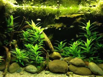 Aquarium eingerichtet mit Pflanzen, Holz und Steinen