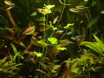 Aquarium mit verschienen Arten