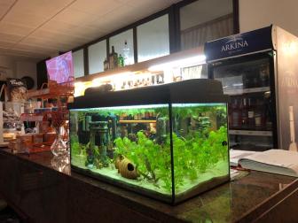 Aquarium auf einem Tresen in einem Restaurant