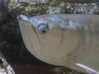 Arowana mit seinem eindrücklichen Gesicht