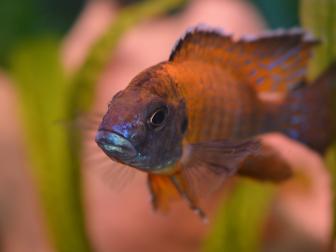Aulonocara Buntbarsch