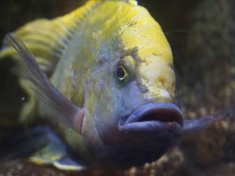 Buntbarsch blau-gelb