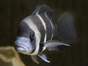 Tanganijka-Beulenkopf - Cyphotilapia frontosa - Buntbarsch
