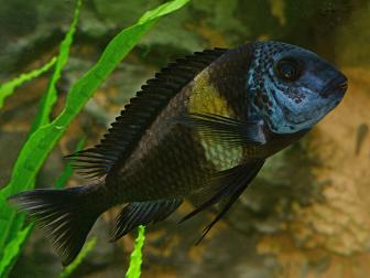 Buntbarsch Tropheus duboisi 