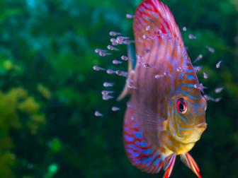 Diskus mit Jungtieren