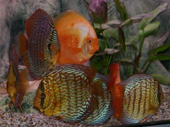 Diskusfische