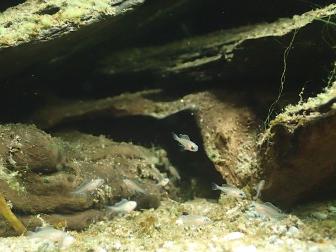 Junge Feebuntbarsche