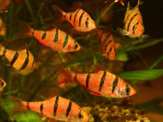 Fünfgürtelbarbe - Gruppe