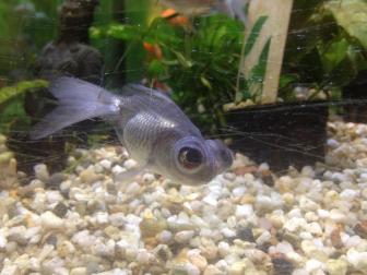 Goldfisch mit Teleskopaugen