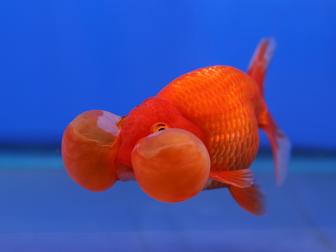 Goldfisch mit Blasenaugen