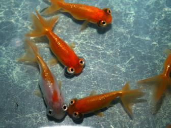 Himmelsgucker-Goldfische